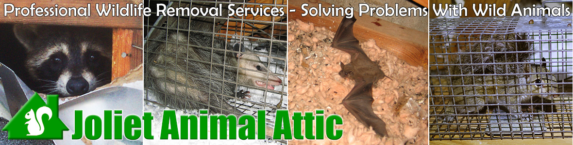 Joliet Animal Attic